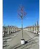 Rotahorn 'October Glory' | Acer rubrum 'October Glory'