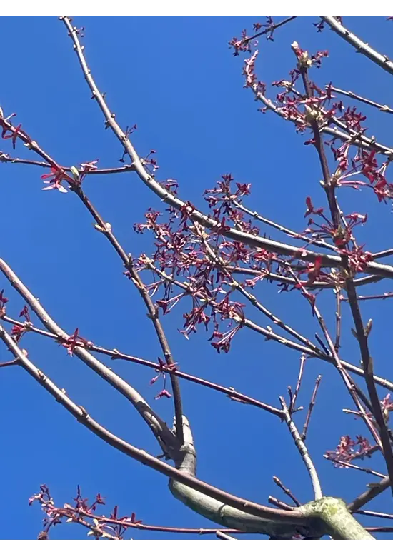 Rotahorn 'October Glory' | Acer rubrum 'October Glory'
