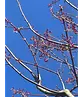 Rotahorn 'October Glory' | Acer rubrum 'October Glory'