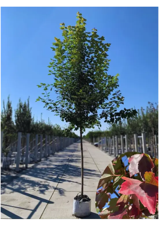 Rotahorn 'October Glory' | Acer rubrum 'October Glory'