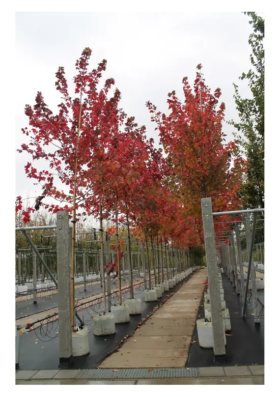Rotahorn 'October Glory' | Acer rubrum 'October Glory'