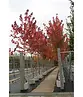 Rotahorn 'October Glory' | Acer rubrum 'October Glory'