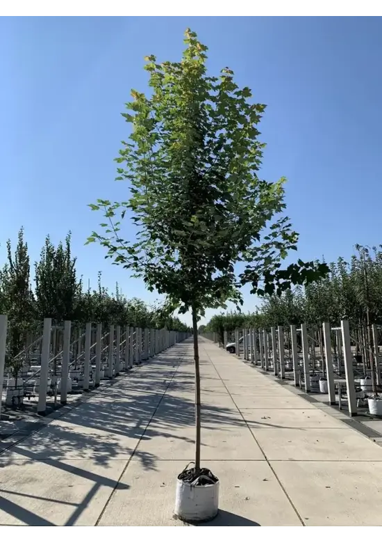 Rotahorn 'October Glory' | Acer rubrum 'October Glory'