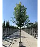 Rotahorn 'October Glory' | Acer rubrum 'October Glory'