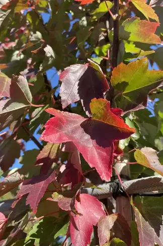 Rotahorn 'October Glory' | Acer rubrum 'October Glory'