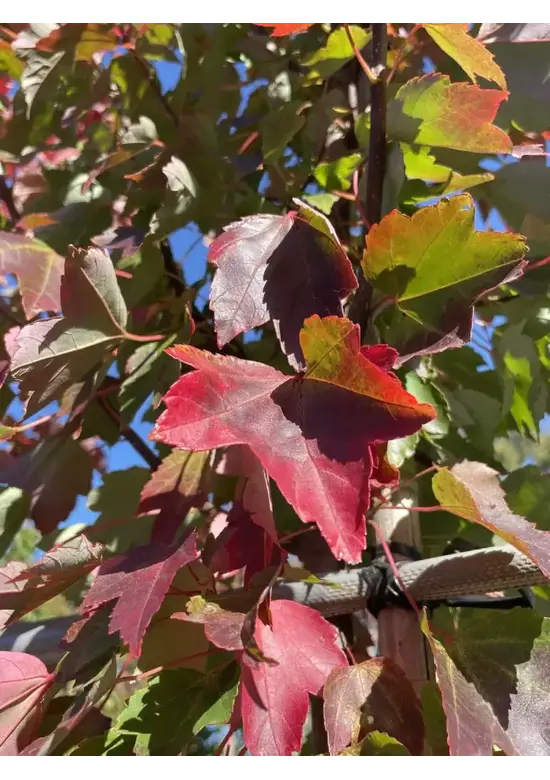 Rotahorn 'October Glory' | Acer rubrum 'October Glory'