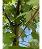 Rotahorn 'October Glory' | Acer rubrum 'October Glory'