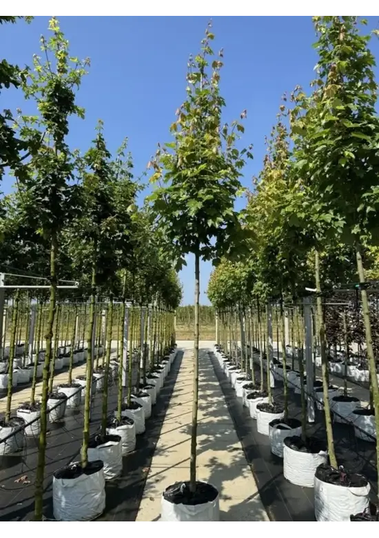 Rotahorn 'October Glory' | Acer rubrum 'October Glory'