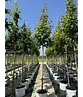 Rotahorn 'October Glory' | Acer rubrum 'October Glory'