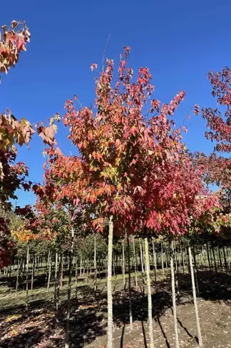 Rotahorn 'October Glory' | Acer rubrum 'October Glory'