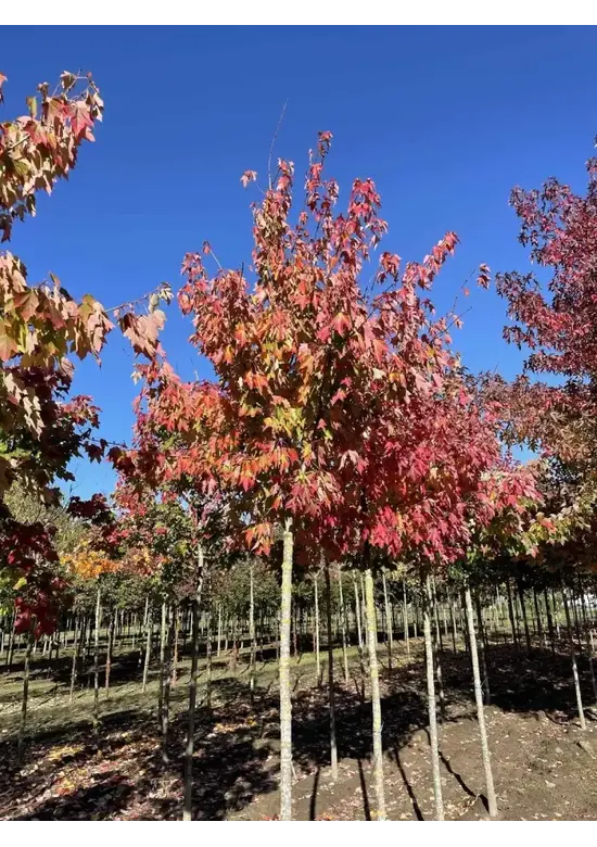 Rotahorn 'October Glory' | Acer rubrum 'October Glory'
