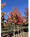 Rotahorn 'October Glory' | Acer rubrum 'October Glory'
