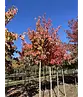 Rotahorn 'October Glory' | Acer rubrum 'October Glory'