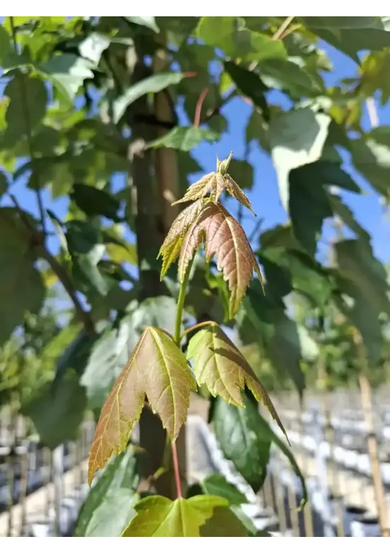 Rotahorn 'Red Sunset' | Acer rubrum 'Red Sunset'