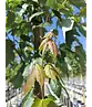 Rotahorn 'Red Sunset' | Acer rubrum 'Red Sunset'