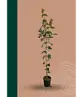 Rotahorn 'Red Sunset' | Acer rubrum 'Red Sunset'