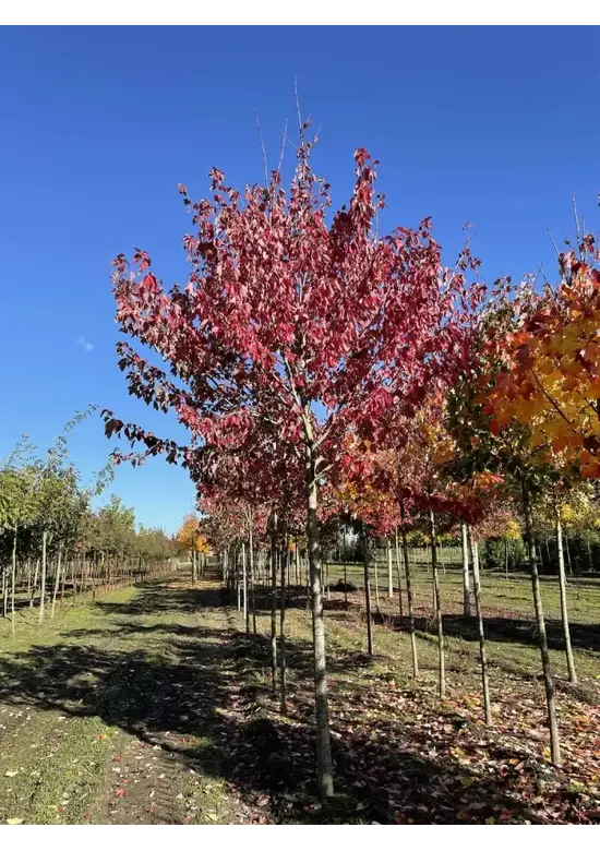 Rotahorn 'Red Sunset' | Acer rubrum 'Red Sunset'