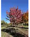 Rotahorn 'Red Sunset' | Acer rubrum 'Red Sunset'