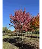 Rotahorn 'Red Sunset' | Acer rubrum 'Red Sunset'