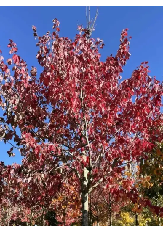 Rotahorn 'Red Sunset' | Acer rubrum 'Red Sunset'