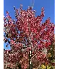 Rotahorn 'Red Sunset' | Acer rubrum 'Red Sunset'