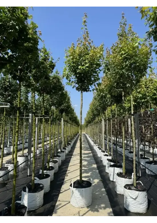 Rotahorn 'Red Sunset' | Acer rubrum 'Red Sunset'