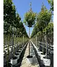 Rotahorn 'Red Sunset' | Acer rubrum 'Red Sunset'