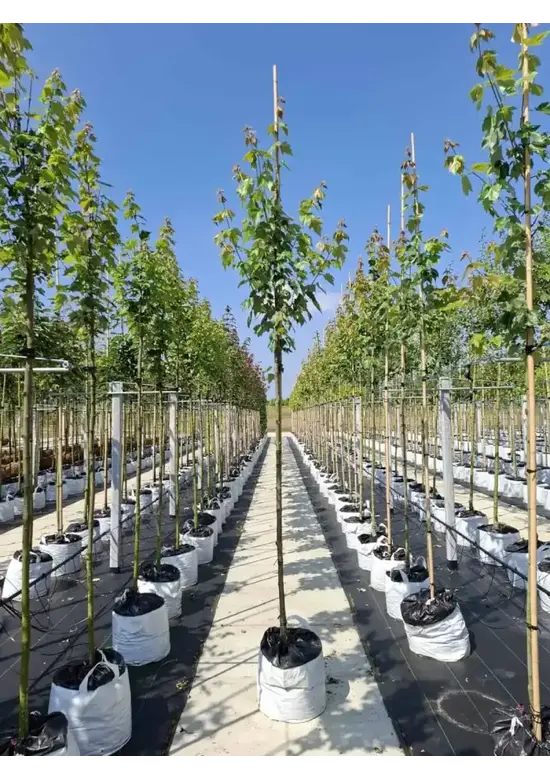 Rotahorn 'Red Sunset' | Acer rubrum 'Red Sunset'