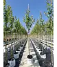 Rotahorn 'Red Sunset' | Acer rubrum 'Red Sunset'