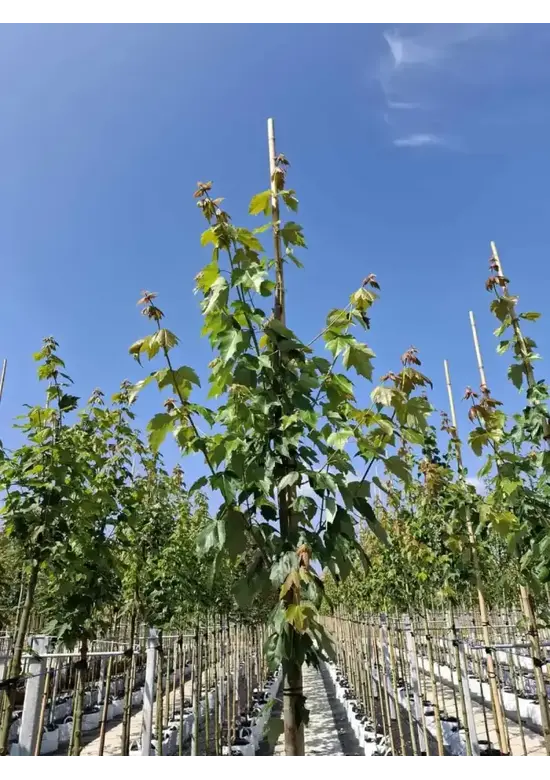 Rotahorn 'Red Sunset' | Acer rubrum 'Red Sunset'