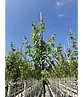Rotahorn 'Red Sunset' | Acer rubrum 'Red Sunset'