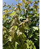 Rotahorn 'Red Sunset' | Acer rubrum 'Red Sunset'