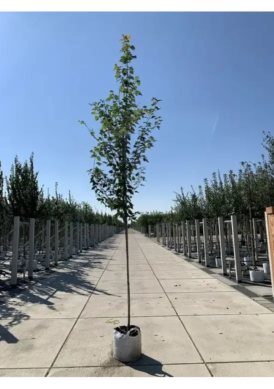 Rotahorn 'Red Sunset' | Acer rubrum 'Red Sunset'