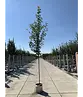 Rotahorn 'Red Sunset' | Acer rubrum 'Red Sunset'