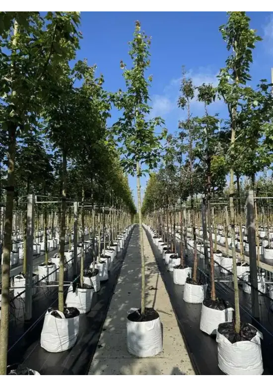 Rotahorn 'Red Sunset' | Acer rubrum 'Red Sunset'
