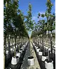 Rotahorn 'Red Sunset' | Acer rubrum 'Red Sunset'