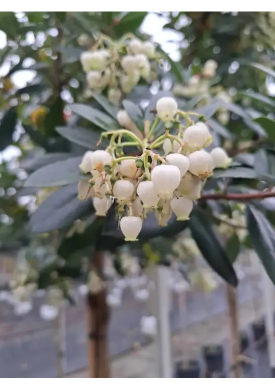 Erdbeerbaum | Arbutus unedo