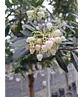 Erdbeerbaum | Arbutus unedo