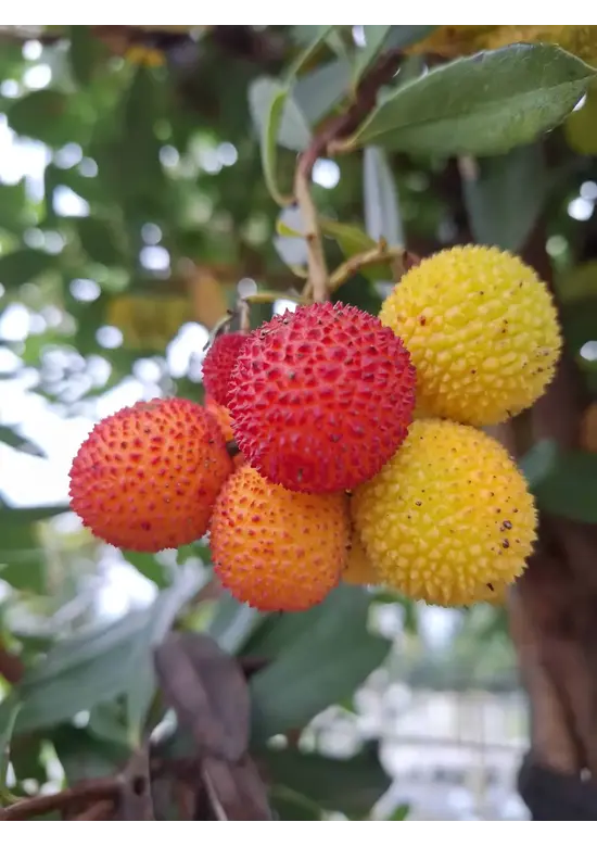 Erdbeerbaum | Arbutus unedo
