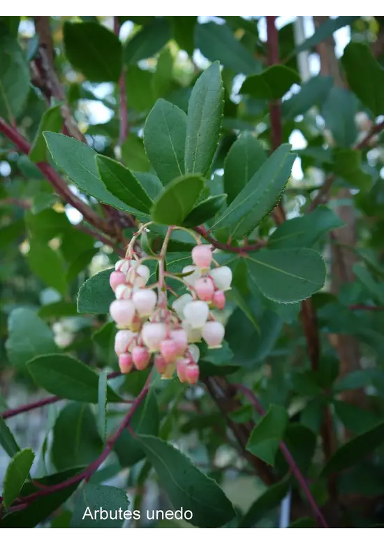 Erdbeerbaum | Arbutus unedo