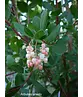 Erdbeerbaum | Arbutus unedo