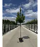 Erdbeerbaum | Arbutus unedo