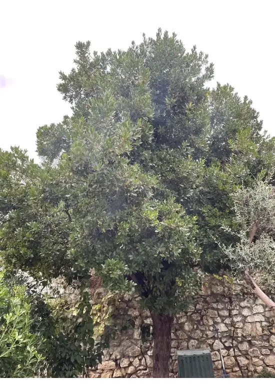 Erdbeerbaum | Arbutus unedo