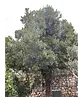 Erdbeerbaum | Arbutus unedo