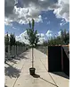 Erdbeerbaum | Arbutus unedo