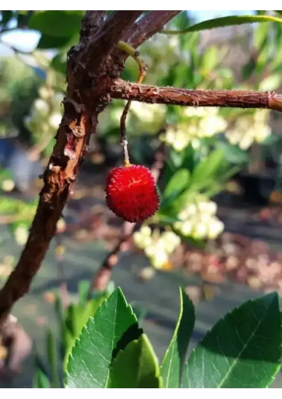 Erdbeerbaum | Arbutus unedo