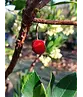 Erdbeerbaum | Arbutus unedo