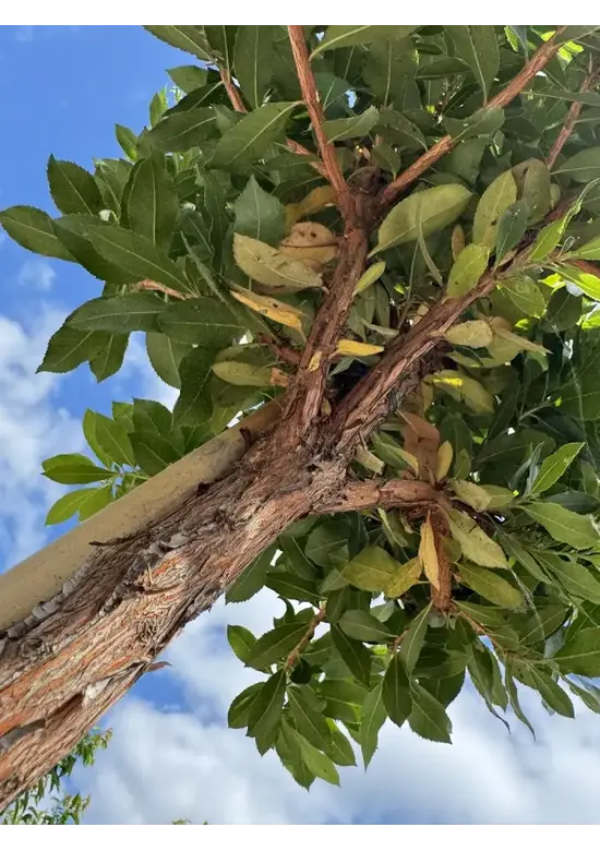 Erdbeerbaum | Arbutus unedo