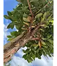 Erdbeerbaum | Arbutus unedo