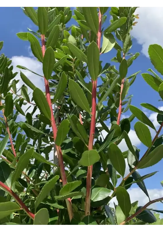 Erdbeerbaum | Arbutus unedo